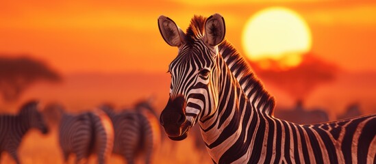 Fototapeta na wymiar Zebra, Africa, sunset, Serengeti National Park, Tanzania, wild nature.