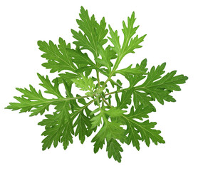 Common wormwood or Artemisia annua green leaves on transaparent background.