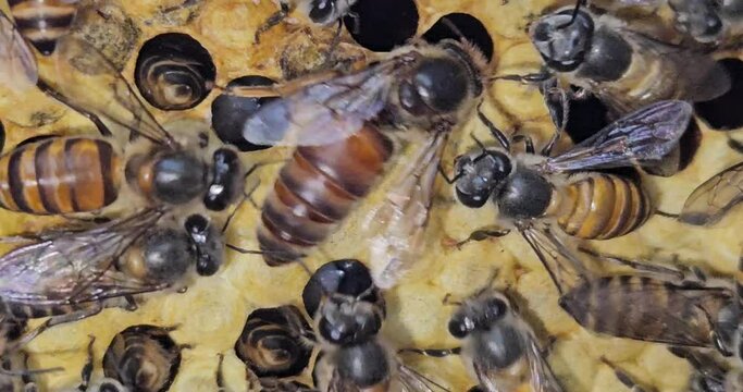 The queen bee surrounded by bees. Queen Bee lays eggs in a honeycomb. Indian honey bee, Apis cerena Indica.
