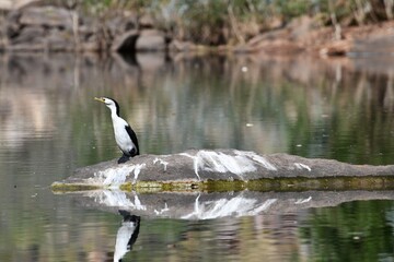 A black and white cormorant is seen in profile as it sits on a grey rock in a river. One webbed foot is visible. The bird and the rock are reflected in the water. The riverbank is out of focus 