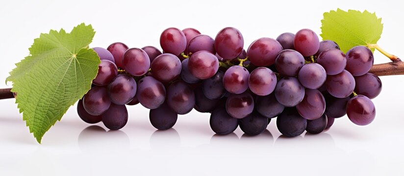 Fresh, delicious grapes on a vine.