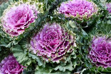 Obraz premium ハボタン Ornamental cabbage