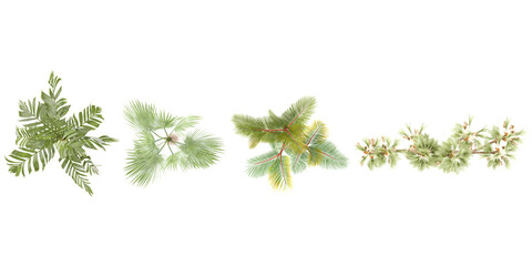 Areca vestiaria,Zombia antillarum,Hyphaene thebaica,Cyrtostachys renda trees collection of top view isolated on transparent background