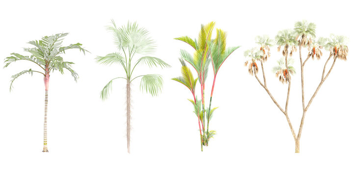 Areca vestiaria,Zombia antillarum,Hyphaene thebaica,Cyrtostachys renda trees on transparent background, for illustration, digital composition, and architecture visualization
