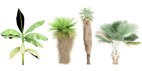 Obraz premium collection of Musa basjoo,Washingtonia filifera,Washingtonia filifera,Copernica baileyana trees beautiful isolated on white background