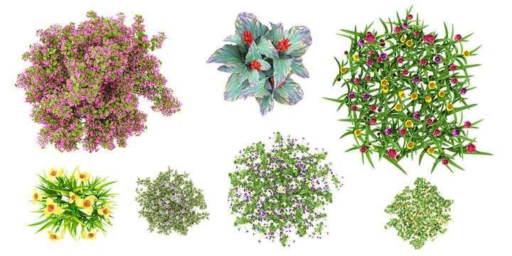 From the top view of Tigirdia,Tropaeolum majus,Viola tricolor,Vinca difformis flowers bloom ornamental isolate on transparent backgrounds