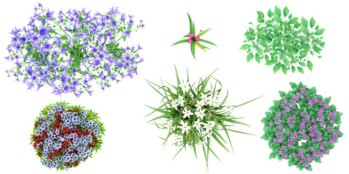 From top view of Ornamental,Ornithogalum umbellatum,Platycodon grandiflorus,Primula sieboldii,Tigirdia flowers cutout on transparent backgrounds 3d rendering png