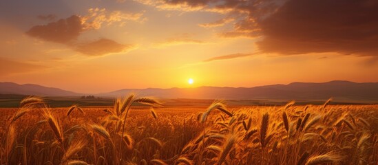 Tranquil sunset with sunflower in the barley field - Shavuot harvest in Ayalon Valley, Central Israel.