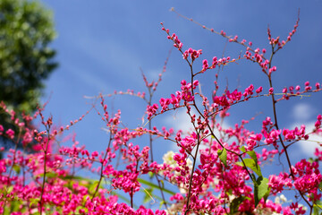 Coral vine, Mexican creeper, Chain of love, Pink vine, Honolulu Creeper