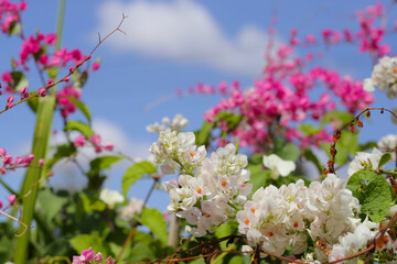 Coral vine, Mexican creeper, Chain of love, Pink vine, Honolulu Creeper