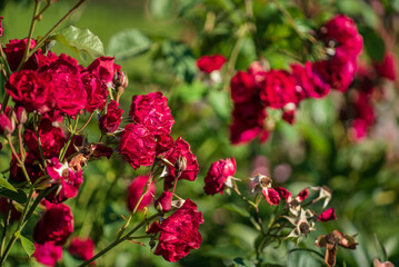 red roses in the garden