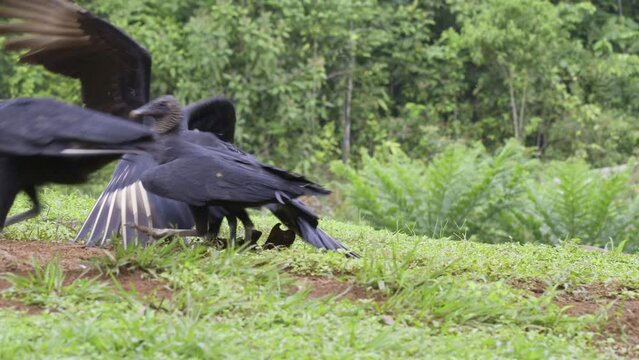 Black vultures (Coragyps atratus) fighting on the ground, slowmotion