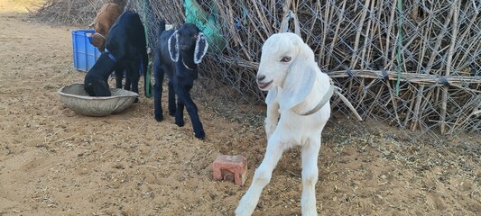 baby goats waiting for food