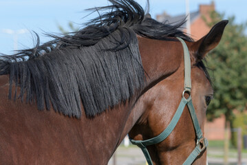The neatly trimmed mane of a horse close up