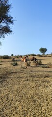 View of a pair of camels in the forest
