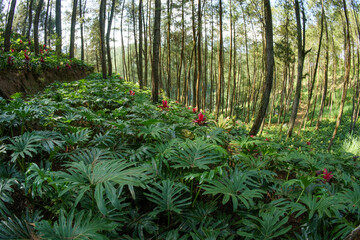 Image of a forest filled with tall trees and flowering plants below