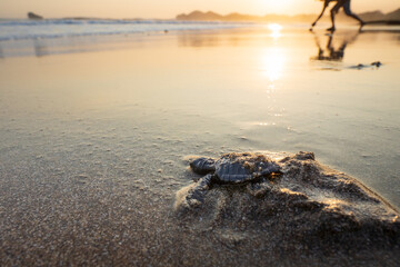 A baby turtle 'tukik' hatchling walks on wet beach sand after being released from a conservation...