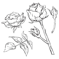 Ink: Garden 2024. Hand-drawn roses, featuring blooms, buds, and rose leaves with stems. Perfect for tattoo art, invitations, and cards. celebrations, weddings, and birthdays. vector EPS 10