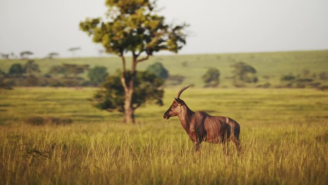 Slow Motion Shot of Topi standing in luscious green african savannah landscape surrounded by tall grass grassland, Wildlife in Maasai Mara National Reserve, Kenya, Africa Safari Animals in Masai Mara