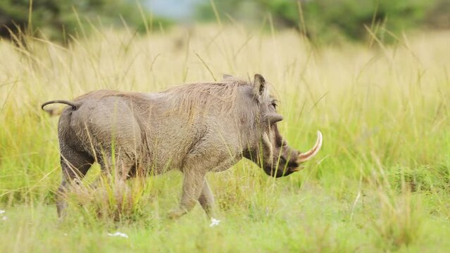 Slow Motion Shot of Warthog running through the savannah against bright green luscious grass, African Wildlife in Maasai Mara National Reserve, running away from predator