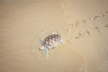 turtle on the beach