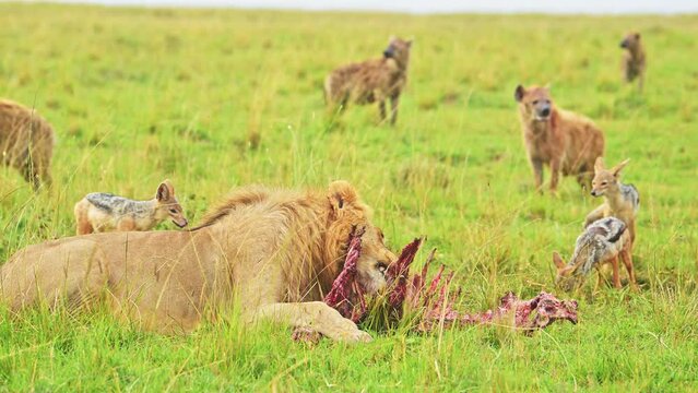 Male lion feeding on kill lying down while Hyenas and Jackals wait patiently in the lush Maasai Mara landscape, African Wildlife in Kenya, Africa Safari Animals in Masai Mara