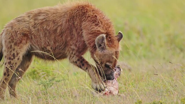 Slow Motion Shot of Scavenger Hyena feeding on the bones of animal prey, ripping meat and fur from carcus in close up of African Wildlife in Maasai Mara National Reserve, Kenya