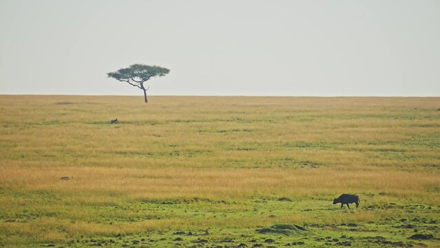 Slow Motion Shot of Wide angle savannah savana landscape scenery, African Wildlife in Maasai Mara National Reserve, Kenya, Africa Safari Animals in Masai Mara North Conservancy