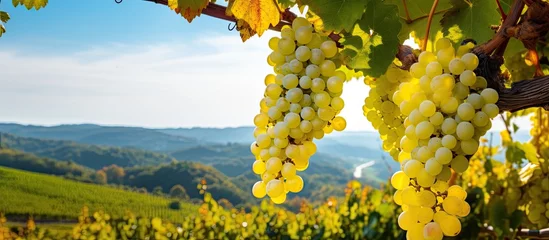 Poster Autumn harvest of white wine grapes in Tuscany vineyards near an Italian winery. © 2rogan