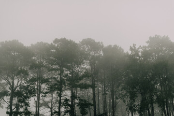 Beautiful pine trees on the mountain through pine forest autumn mist