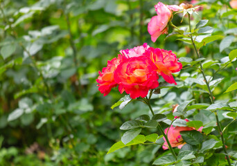 Rose flower in nature. Close-up