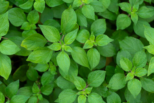 Foglie verdi