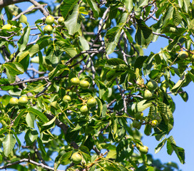 Walnuts on a tree against a blue sky