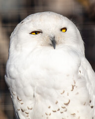 Obraz premium Portrait of an owl in the zoo