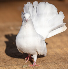 Portrait of a white pigeon on a farm