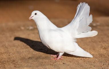 Portrait of a white pigeon on a farm