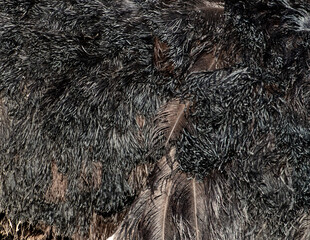 Gray feathers on a black ostrich as an abstract background. Texture