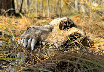 Dog skull in nature. Close-up