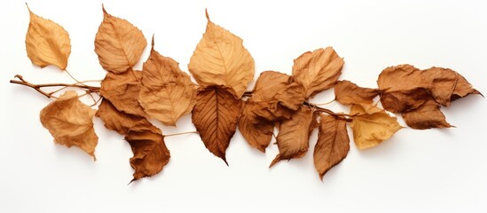 Fototapeta premium Dehydrated foliage