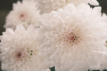 白い菊の花たち、八重、花びらの形、chrysanthemum