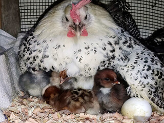 Laying hen with her chicks