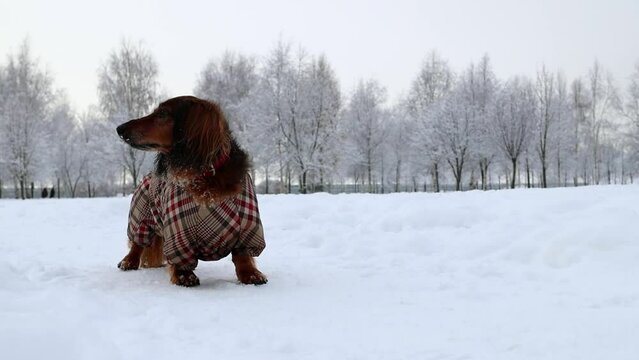 Red longhaired dachshund standing and looking around in winter park, small fluffy dog walking and limping, little doggy wearing winter clothing
