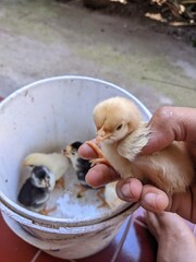 little chicken in a basket