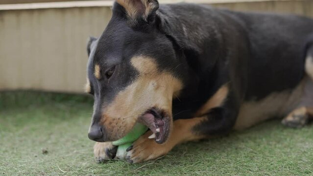 Cute Huntaway Dog Lying on Artificial Grass Chewing on Mint Bone Treat