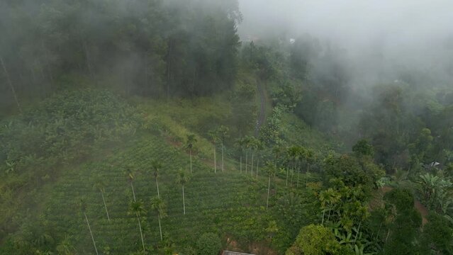 Establishing Aerial Drone Shot of Hills and Train Line with Trees and Tea Plantations on Misty Morning in Ella Sri Lanka