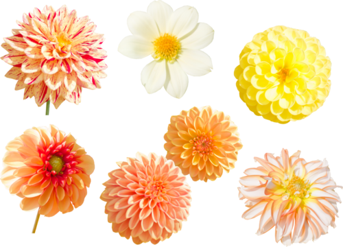 切り抜き透過素材セットーダリア（黄色系）