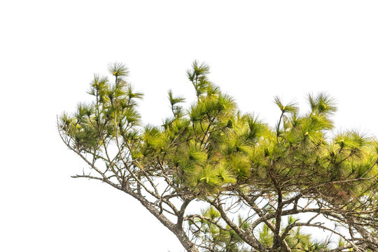 Pinus kesiya or Three-leaf pine, a plant in Phu Kradueng National Park, Loei Province,Thailand.