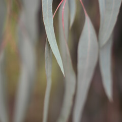 Eucalyptus leaves shallow depth of field