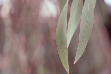 Eucalyptus leaves shallow depth of field