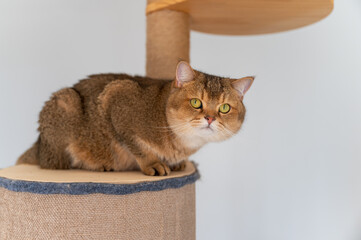 British shorthair cat lying on cat climbing frame